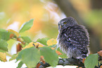 Eurasian pygmy owl