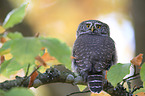 Eurasian pygmy owl