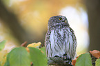 Eurasian pygmy owl
