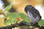 Eurasian pygmy owl