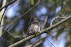 sitting Eurasian pygmy owl