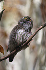 sitting Eurasian pygmy owl