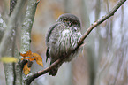 sitting Eurasian pygmy owl