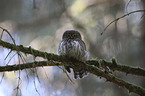 sitting Eurasian Pygmy Owl