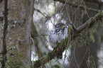 sitting Eurasian Pygmy Owl