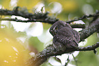 Eurasian Pygmy Owl