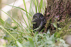 Eurasian pygmy owl