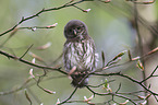 Eurasian pygmy owl