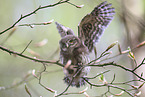 Eurasian pygmy owl