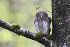 Eurasian pygmy owl