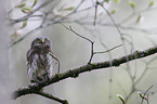 Eurasian pygmy owl
