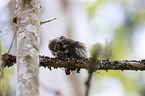 Eurasian pygmy owls
