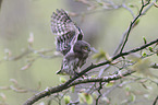 Eurasian pygmy owl