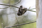 Eurasian pygmy owl