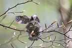 Eurasian pygmy owl