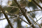 Eurasian pygmy owls