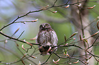 Eurasian pygmy owl