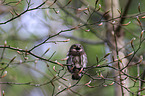 Eurasian pygmy owl