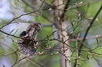 Eurasian pygmy owl