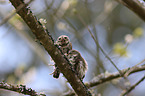 Eurasian pygmy owls