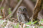 Eurasian pygmy owl