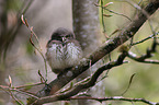 Eurasian pygmy owl