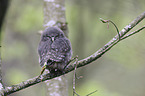 Eurasian pygmy owl