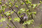 Eurasian pygmy owl