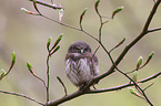 Eurasian pygmy owl