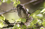 Eurasian pygmy owl