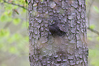 Eurasian pygmy owl