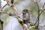 Eurasian pygmy owl