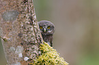 Eurasian pygmy owl