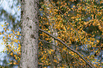 Eurasian pygmy owl
