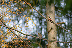 Eurasian pygmy owl