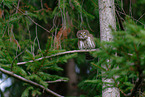 Eurasian pygmy owl