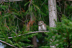 Eurasian pygmy owl