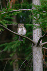Eurasian pygmy owl