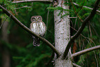 Eurasian pygmy owl