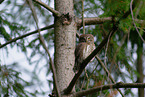 Eurasian pygmy owl