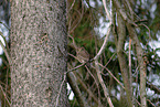 Eurasian pygmy owl