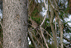 Eurasian pygmy owl