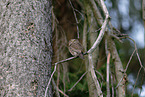 Eurasian pygmy owl