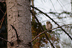 Eurasian pygmy owl