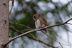 Eurasian pygmy owl