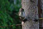 Eurasian pygmy owl