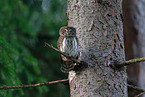 Eurasian pygmy owl