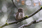 owlet