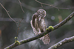owlet