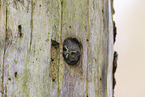 owlet
